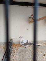 Diamanduif doffer, Dieren en Toebehoren, Vogels | Overige Vogels, Mannelijk