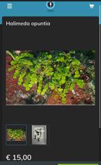 Halimeda opuntia, Dieren en Toebehoren, Overige typen, Zoutwatervis
