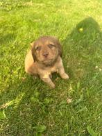 Corgi x teckel x pomsky pups puppys, Dieren en Toebehoren, Overige rassen, CDV (hondenziekte), 8 tot 15 weken, Meerdere