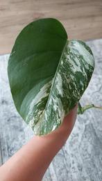 Monstera Variegata stek nr. 6, Ophalen, Overige soorten, Halfschaduw, In pot