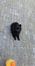 Pomeriaan pomeranian teefje zwart 2 jaar, Dieren en Toebehoren, Honden | Poolhonden, Keeshonden en Oertypen, Particulier, Rabiës (hondsdolheid)