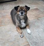 Lang harige Chihuahua te koop, 6 jaar of ouder, Reu, Eén hond, Chihuahua