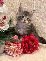 Prachtige main coon kittens met stamboom, Meerdere dieren, Met stamboom