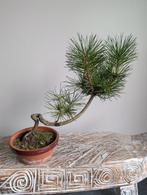 Pinus Bonsai, Ophalen of Verzenden, Zomer, Halfschaduw