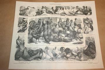 Antieke prent - Kippen, eenden, duiven e.d. - Ca 1885 !! beschikbaar voor biedingen