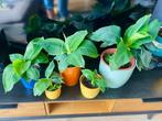Musa Dwarf Cavendish | Bananenplant, Groene kamerplant, Ophalen of Verzenden, Volle zon, Minder dan 100 cm