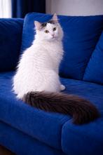 Zeer lieve kater Casper 6mnd gecastr/gechip/ingeënt, Kater, Langharig, 0 tot 2 jaar