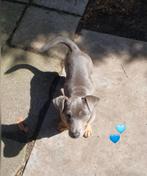 BLUE AN TAN🩵 JACK-RUSSEL 🐶DEKREU! SUPERMOOIE ZEER KLEIN 😍, Dieren en Toebehoren, Honden | Dekreuen, Rabiës (hondsdolheid), Reu