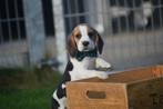 Beagle pups uit nest te kiezen, België, Beagle, 8 tot 15 weken, Meerdere