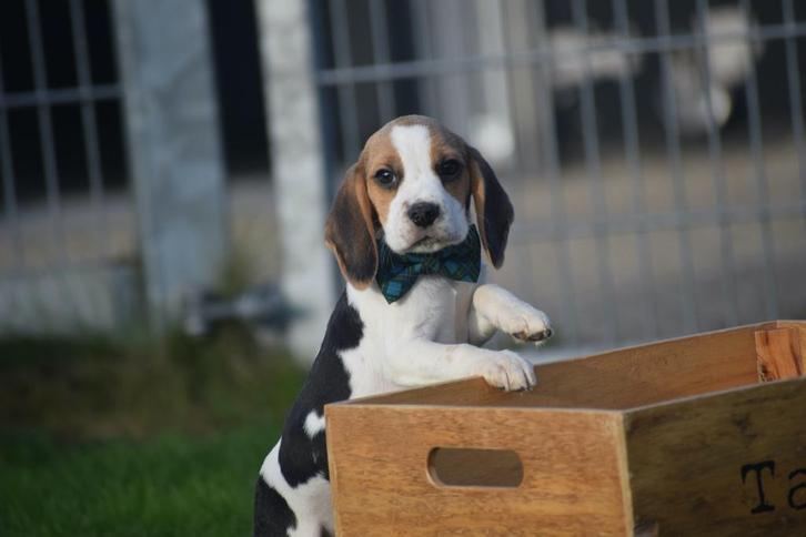 Beagle pups uit nest te kiezen, Dieren en Toebehoren, Honden | Beagles, Bassets en Lopende honden, Meerdere dieren, Beagle, Fokker | Professioneel