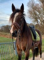 De allerliefste grote knuffelbeer!! 1.67m ruin, Dieren en Toebehoren, Paarden, Gechipt, Ruin, Zadelmak, 3 tot 6 jaar