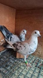 Duiven.  (Schimmels), Dieren en Toebehoren, Meerdere dieren, Postduif