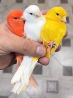 zingende zang kanaries in diverse kleuren, Dieren en Toebehoren, Meerdere dieren, Zangkanarie
