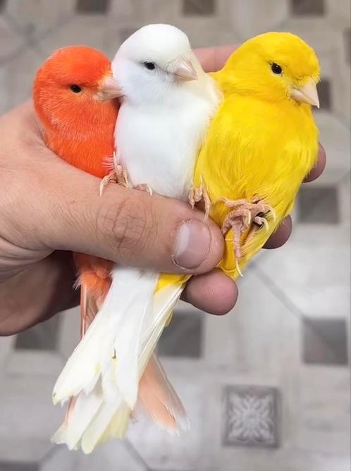 zingende zang kanaries in diverse kleuren, Dieren en Toebehoren, Vogels | Kanaries, Zangkanarie, Meerdere dieren