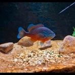 Rode marginatus. KOUDWATER. (Kan ook in de vijver), Overige typen, Zoetwatervis
