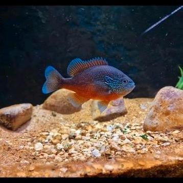 Rode marginatus. KOUDWATER. (Kan ook in de vijver) beschikbaar voor biedingen