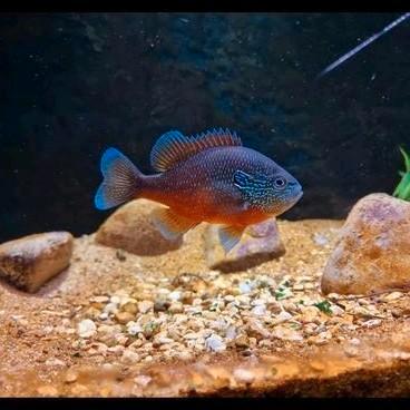 Rode marginatus. KOUDWATER. (Kan ook in de vijver), Dieren en Toebehoren, Vissen | Aquariumvissen, Zoetwatervis, Overige typen