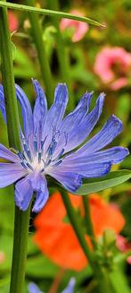 Wilde cichorei, 
Cichorium intybus, Ophalen, Zomer, Overige soorten, Volle zon