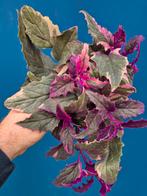 Gynura Variegata p12, Ophalen of Verzenden, Halfschaduw, Minder dan 100 cm