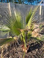 Jonge palmboom voor in de tuin, Tuin en Terras, Bloembollen en Zaden, Ophalen, Gehele jaar, Volle zon, Zaad