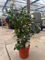 Camellia japonica 'Brushfield's Yellow' €49,95, Tuin en Terras, Planten | Tuinplanten, Overige soorten, Vaste plant, Ophalen of Verzenden