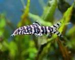Hobbyaquarium Botia Lohachate / marmer botia Zondag 12/17uur, Vis, Zoetwatervis, Schoolvis