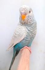 Prachtige blauwe blackface blackwing German fallow man, Mannelijk, Parkiet