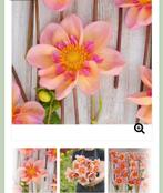 Gezocht Dahlia campus (metier nature)., Tuin en Terras, Bloembollen en Zaden, Ophalen of Verzenden, Voorjaar, Volle zon, Knol