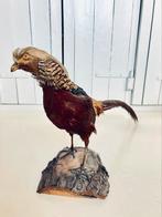 Te koop: opgezette fazant uit frankrijk, taxidermie, Verzamelen, Ophalen of Verzenden, Zo goed als nieuw, Insect, Opgezet dier