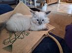 Ragdoll kittens mogen verhuizen, Dieren en Toebehoren, Katten en Kittens | Raskatten | Langhaar, Meerdere dieren, Gechipt