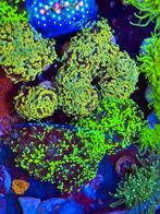 Felgekleurde koralen en stekken voor het zeeaquarium, Dieren en Toebehoren, Vissen | Aquariumvissen