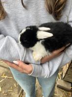 Konijntjes te koop 2, Dieren en Toebehoren, Konijnen, Meerdere dieren, Dwerg