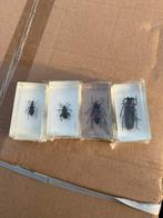 800 insecten in epoxy, Ophalen of Verzenden, Nieuw, Opgezet dier