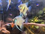 Maanvis Blue Pinoy Paraiba, Vis, Zoetwatervis, Schoolvis