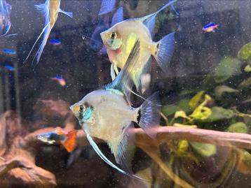 Maanvis Blue Pinoy Paraiba beschikbaar voor biedingen