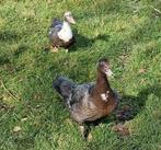 Barbarie eenden, kaapse eenden, Dieren en Toebehoren, Meerdere dieren, Eend