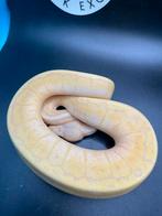 Banana lemonblast Desert Ghost man, Dieren en Toebehoren, Reptielen en Amfibieën, Slang, 0 tot 2 jaar