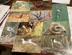 10 Dubbele kaarten wilde vogels 10 bij 15 (?), Ophalen of Verzenden, 1980 tot heden, Ongelopen, Vogel