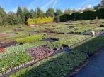 Vaste planten, tuinplanten P9, Ophalen of Verzenden, Zomer, Halfschaduw