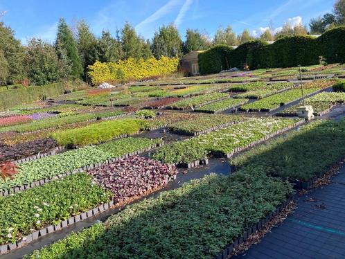 Vaste planten, tuinplanten P9, Tuin en Terras, Planten | Tuinplanten, Halfschaduw, Zomer, Ophalen of Verzenden