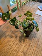 Peperomia Raindrop Stekjes, Ophalen, Halfschaduw, Minder dan 100 cm