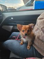 Kruising chihuahua/keeshondje, Dieren en Toebehoren, Reu, 8 tot 15 weken, Eén hond, Klein