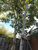 Gratis boom, Tuin en Terras, Ophalen, Volle zon, Overige soorten