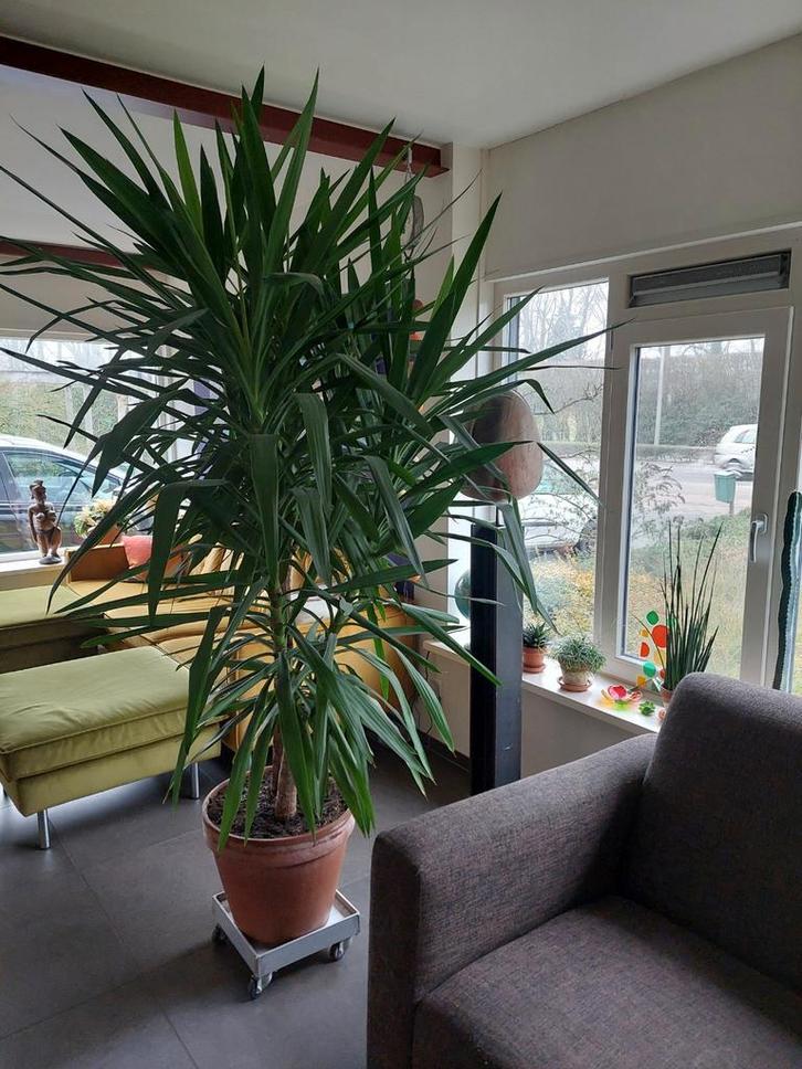 Yucca prachtige gezonde grote plant inclusief terracotta pot, Huis en Inrichting, Kamerplanten, Yucca, 200 cm of meer, Groene kamerplant
