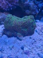 MONTIPORA AUSTRALIENSIS, Dieren en Toebehoren, Vis