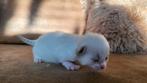 Ragdoll kittens met stamboom, Meerdere dieren, Met stamboom, 0 tot 2 jaar