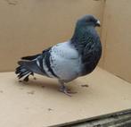 Te  koop 1 Jiennense duivin, Dieren en Toebehoren, Vrouwelijk, Kropper