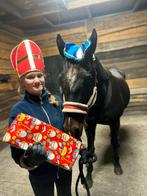 Betrouwbare recreatie merrie, Dieren en Toebehoren, Paarden, Merrie, 160 tot 165 cm, Recreatiepaard, 11 jaar of ouder