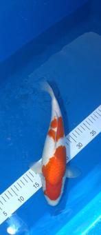 Kohaku, Karper of Koi