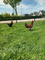 Jonge Marans hanen, Dieren en Toebehoren, Mannelijk, Kip
